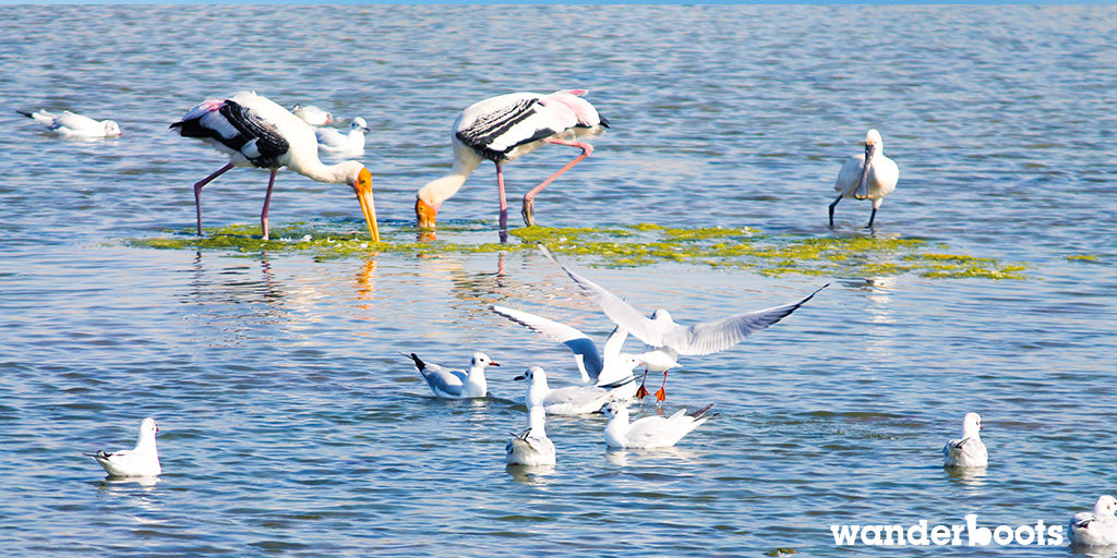 wanderboots-travel-blog-kutch-lake-flamingo